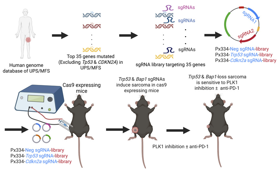 graphical abstract