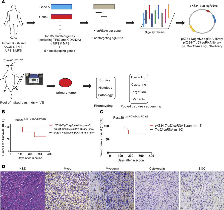 In vivo CRISPR/Cas9 screen identifies tumor suppressors of UPS in Rosa26...