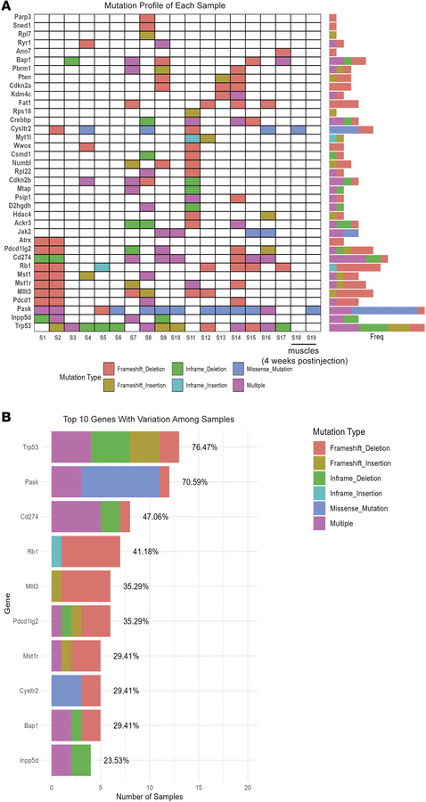 Targeted-capture sequencing of tumors induced by the pX334–Trp53 sgRNA l...
