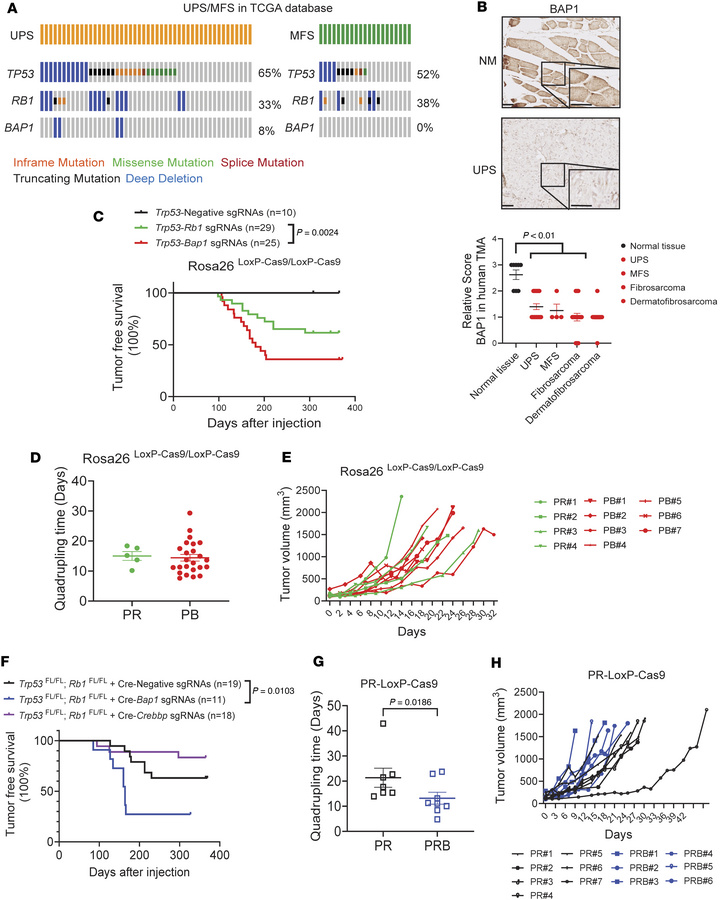 Validation of Bap1 as a potent tumor suppressor in UPS.
(A) Mutation rat...