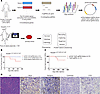 In vivo CRISPR/Cas9 screen identifies tumor suppressors of UPS in Rosa26lox