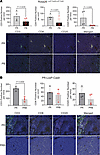 Multiplex IHC reveals reduced immune cell infiltration in Bap1-deficient sa
