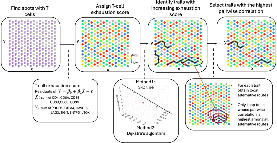 Schematic illustration of the T cell migration trail identification meth...