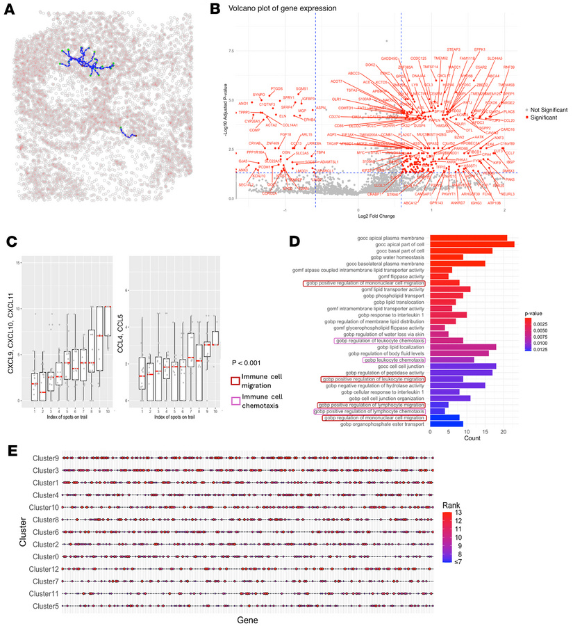 Algorithm-identified migration trails in the first HD lung cancer sample...