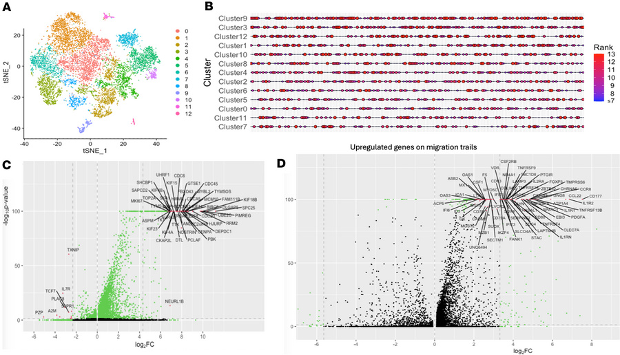 Phenotypic investigation of T cells on the migration trails.
(A) t-SNE p...