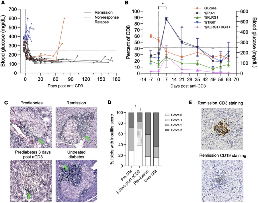 Peripheral blood and islet-infiltrating cells in remitter NOD mice after...