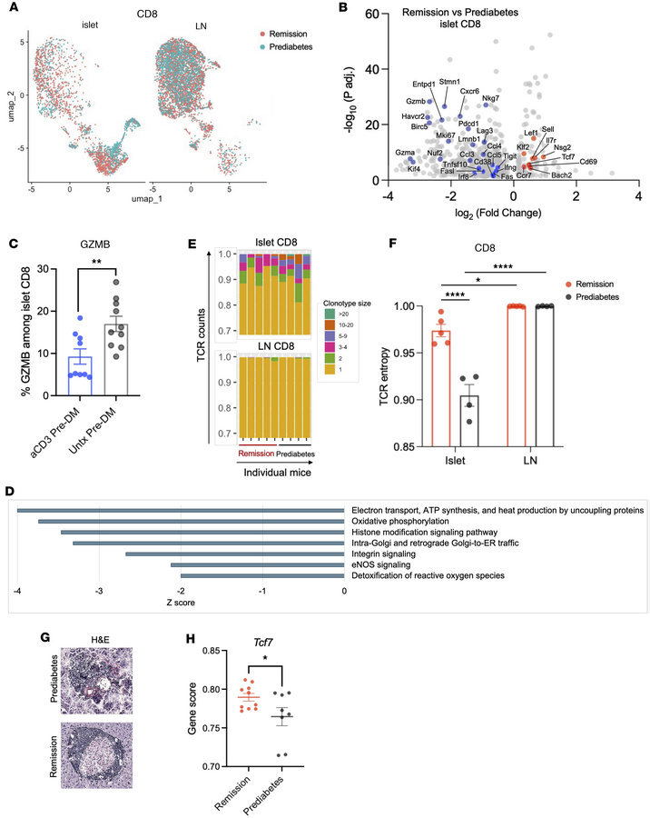 Changes in intra-islet CD8+ T cells after anti-CD3 mAb treatment.
(A) UM...