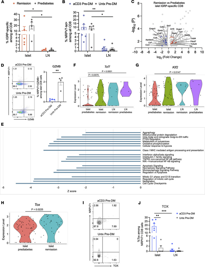 Autoantigen-reactive CD8+ T cells in islets show transcriptional feature...