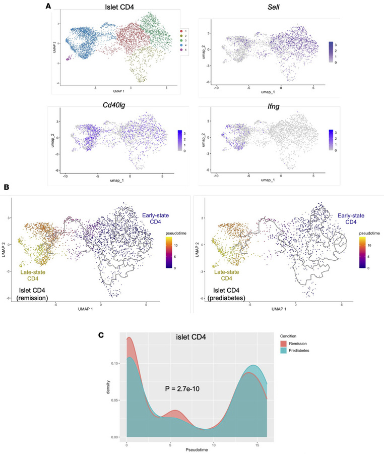 Differentiation of islet CD4+ T cells is modified by anti-CD3 treatment....