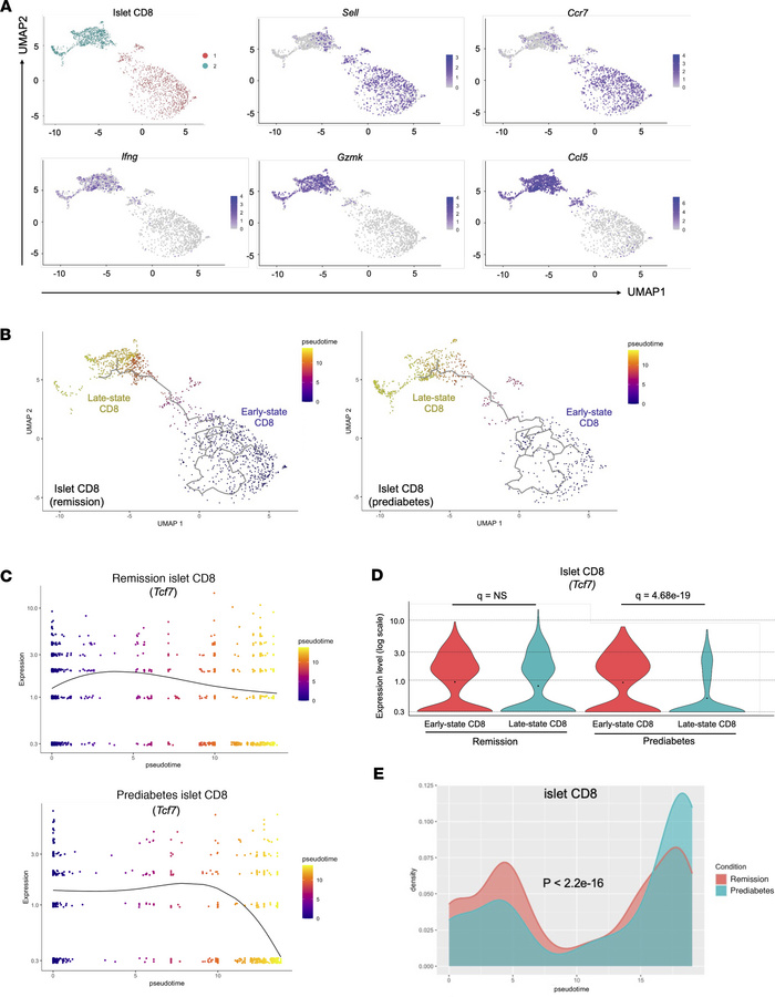 Differentiation of islet CD8+ T cells is modified by anti-CD3 treatment....