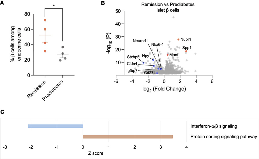 Effects of anti-CD3 mAb treatment on β cells.
(A) Percentage of β cells ...