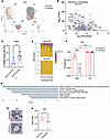 Changes in intra-islet CD8+ T cells after anti-CD3 mAb treatment.