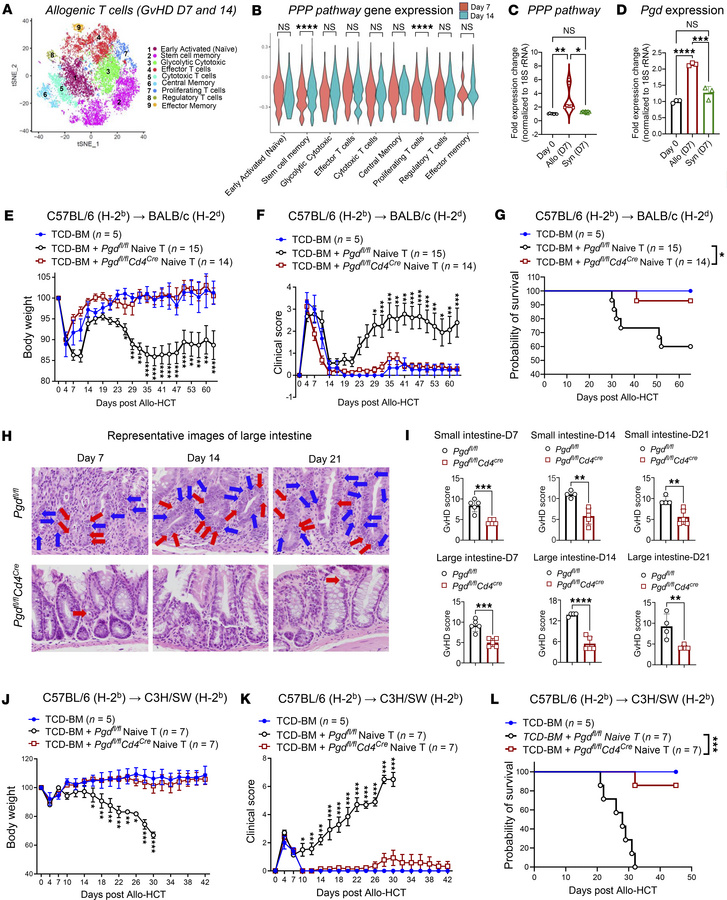 Blockade of oxidative PPP at the 6PGD metabolic checkpoint ameliorates t...