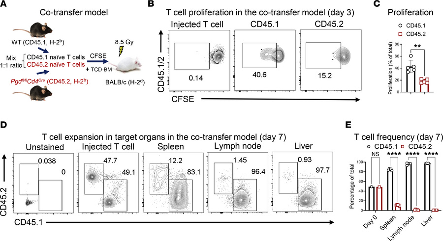 6PGD blockade prevents early expansion of alloreactive T cells in aGvHD ...