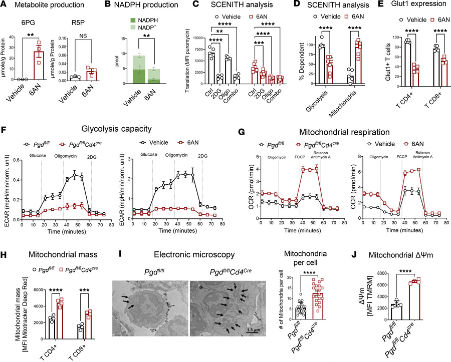 6PGD blockade in T cells induces a metabolic reprogramming evident by re...