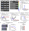 6PGD blockade preserved GvT responses while ameliorating aGvHD.