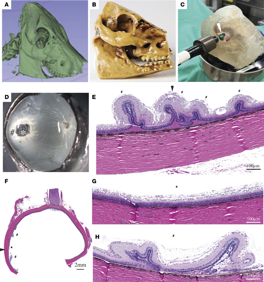 Ex vivo evaluation of CR injury using 3D-printed porcine skull.
(A) CT s...