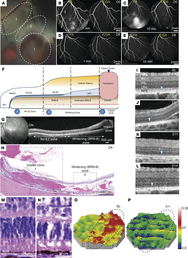 Short-term evaluation of pig eyes with CR injury.
(A) High magnification...