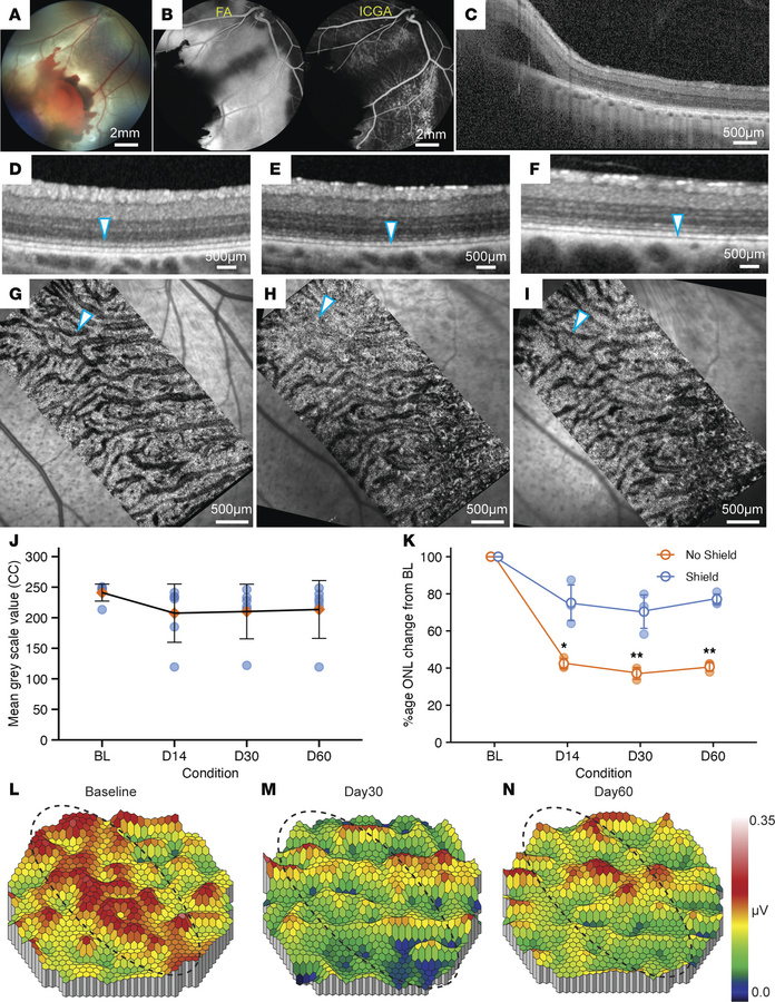 Long-term evaluation of CR injury induced with a cadaveric scleral patch...
