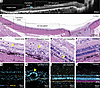 Histological analysis of CR model porcine eyes.