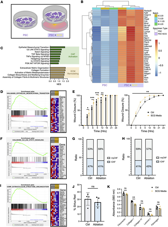 Sympathetic nerves drive CAF activation and ECM remodeling.
(A) Schemati...