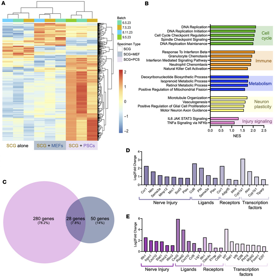 CAF-specific transcriptional effects on SCG explants.
(A) Heatmap of dif...
