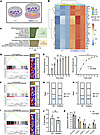 Sympathetic nerves drive CAF activation and ECM remodeling.