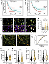 Upregulation of Sema3c enhances metastatic phenotypes.