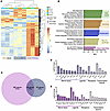 CAF-specific transcriptional effects on SCG explants.