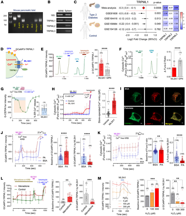 Palmitate elevates perilysosomal Ca2+ level and inhibits TRPML1-mediated...