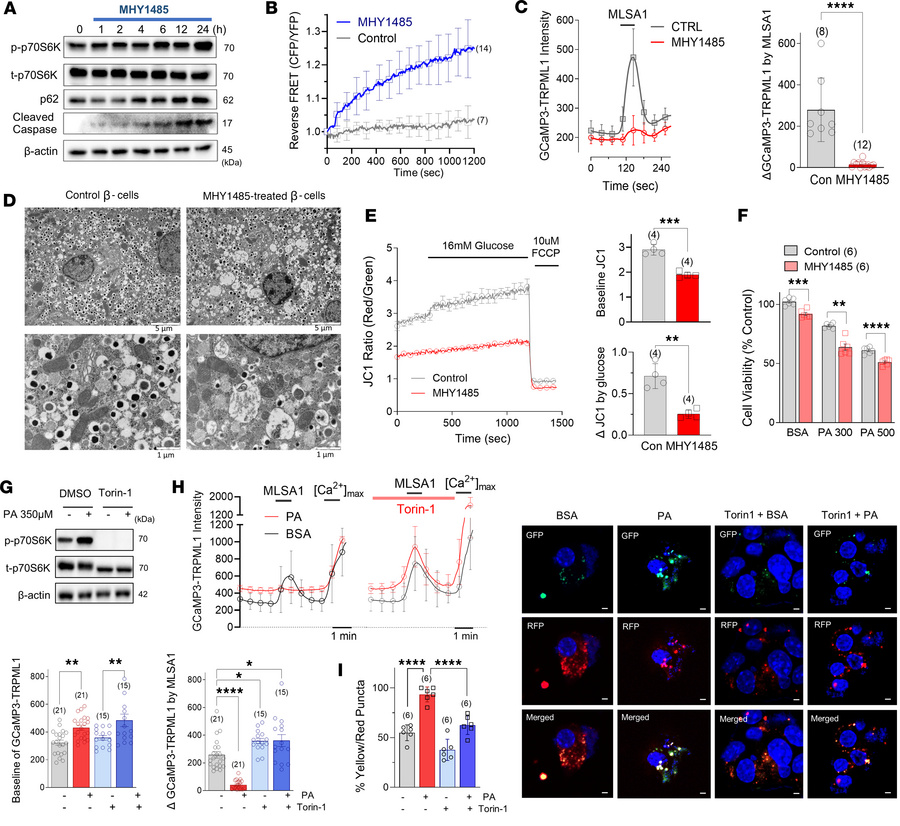 Inhibiting mTORC1 abolishes palmitate-induced TRPML1 suppression and aut...