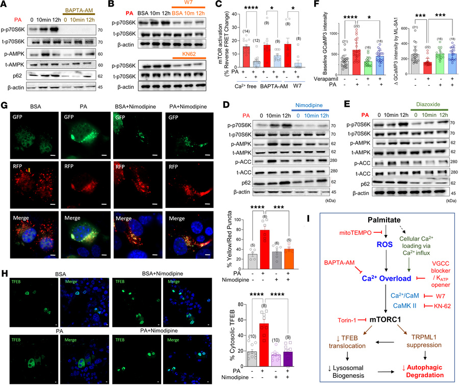 Reducing Ca2+ influx attenuates palmitate-induced mTORC1 activation and ...