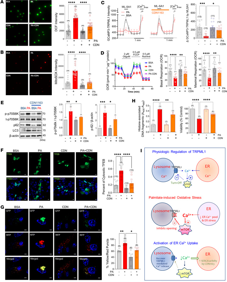 Activating ER Ca2+ uptake recovers perilysosomal Ca2+ homeostasis and au...