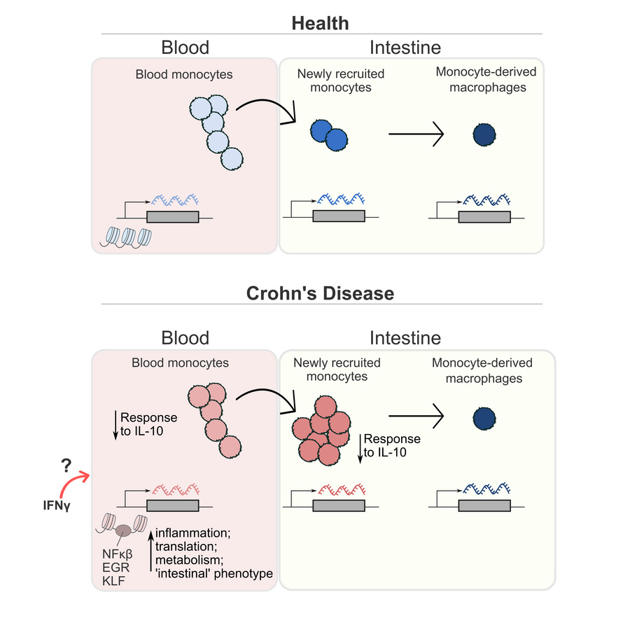 graphical abstract