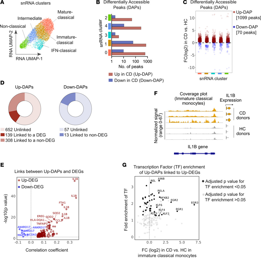 Changes in chromatin accessibility underpin the upregulation of a subset...