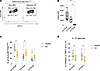 Functional modification of intestinal monocyte-derived cells in CD.