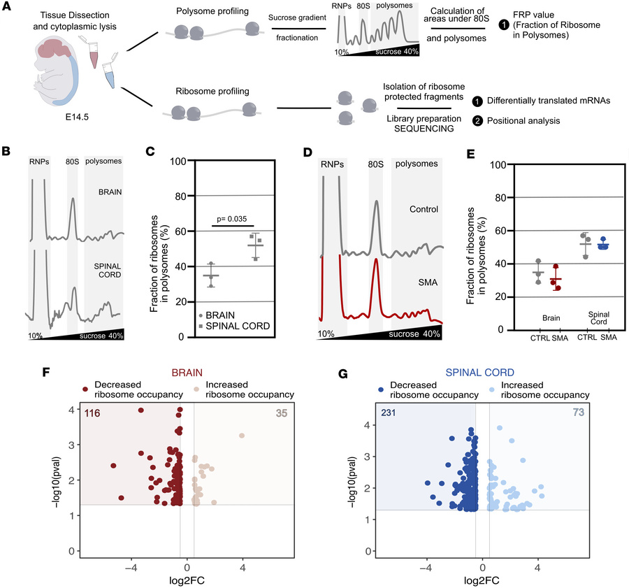 SMN depletion leads to widespread disruption in translation throughout t...