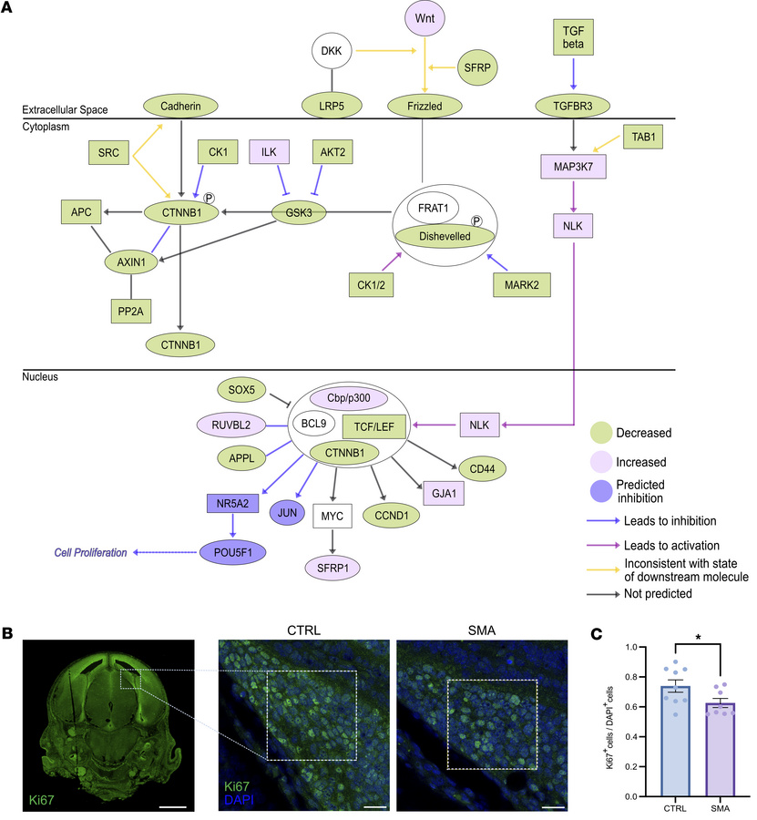 Widespread dysregulation of proteins in the Wnt signaling pathway and de...