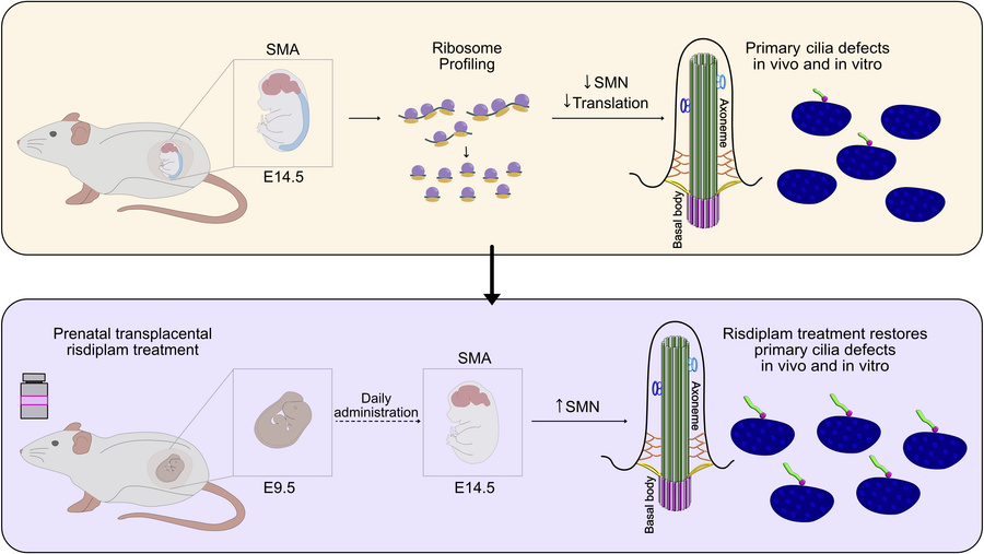 graphical abstract