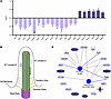 Translational defects in primary cilia genes in the CNS of SMA mouse embryo