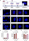 Reduced primary cilia length in SMA is restored following risdiplam treatme