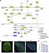 Widespread dysregulation of proteins in the Wnt signaling pathway and decre
