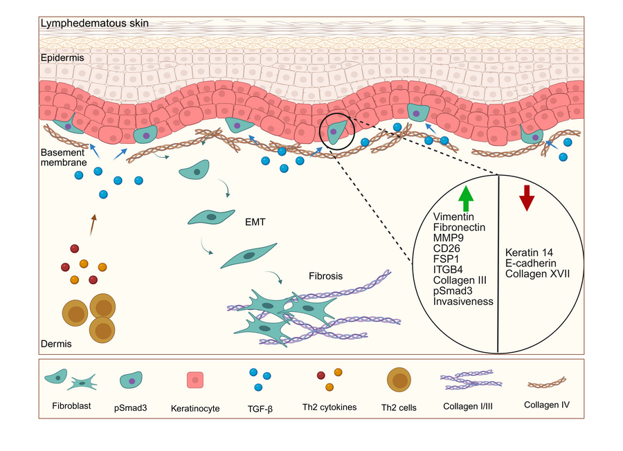 graphical abstract