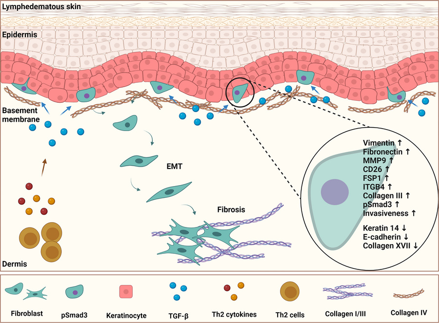 graphical abstract