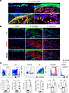 Lineage tracing confirms keratinocyte-derived fibroblasts in lymphedematous