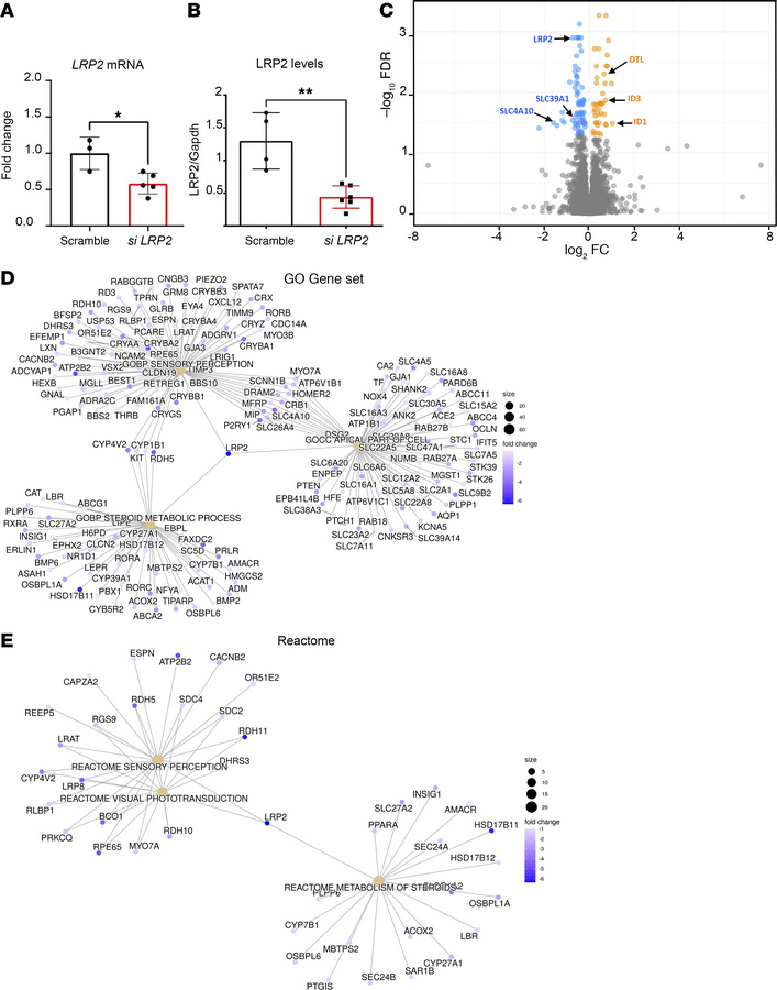 Differentially expressed genes (DEGs) between siLRP2 and scrambled iRPE ...