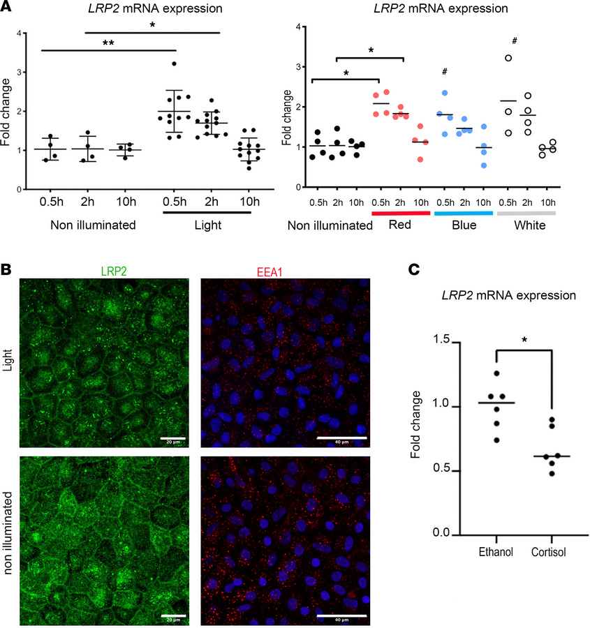 LRP2 expression and environmental factors.
(A) Quantification of LRP2 mR...