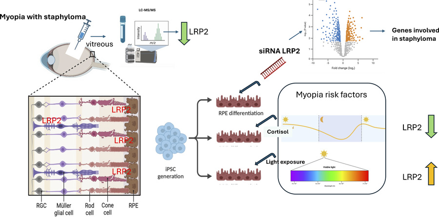 graphical abstract