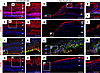 Immunolabeling of retinal cells in the emmetropic and HM retina.