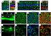 LRP2 immunolabeling in the emmetropic and HM retina.